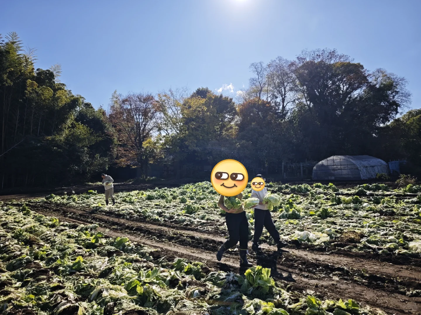 每周末从东京到千叶去自采蔬菜!