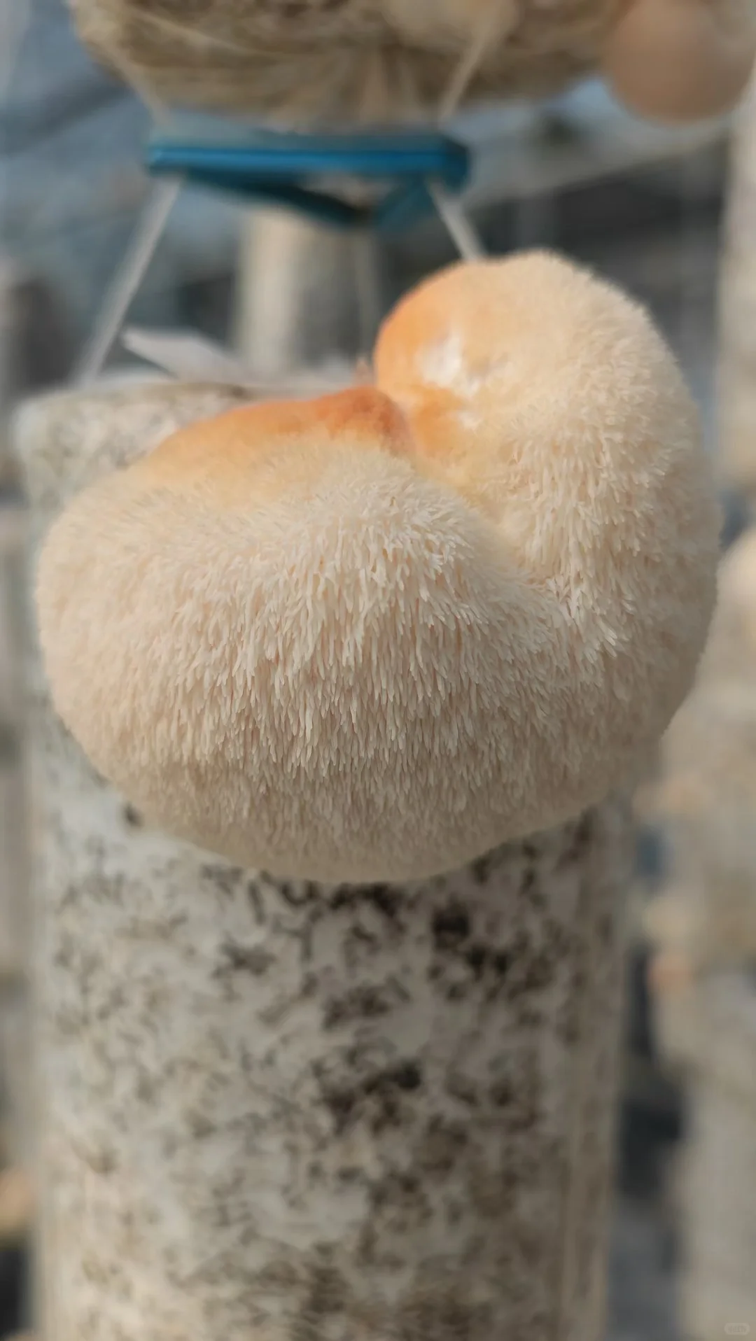 这些年种植菌类的心酸与苦辣，只有其中人懂