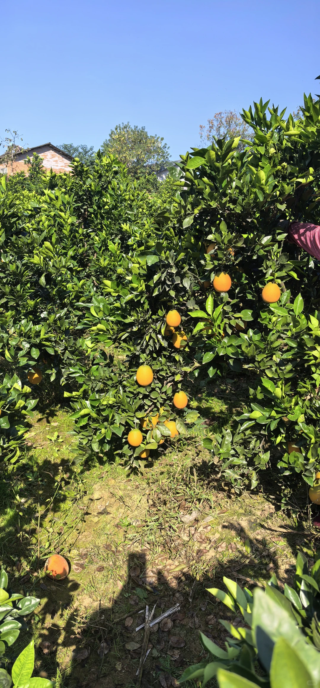 谁懂啊！农村老家的橙子熟的满山遍野都是