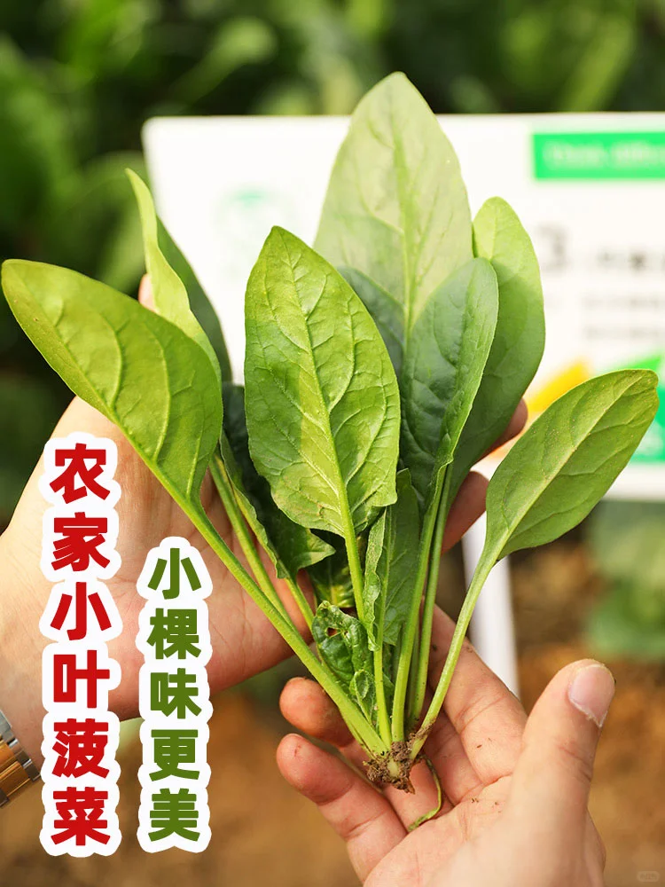 今日惊蛰，这5种青菜抓紧种，一个多月收获