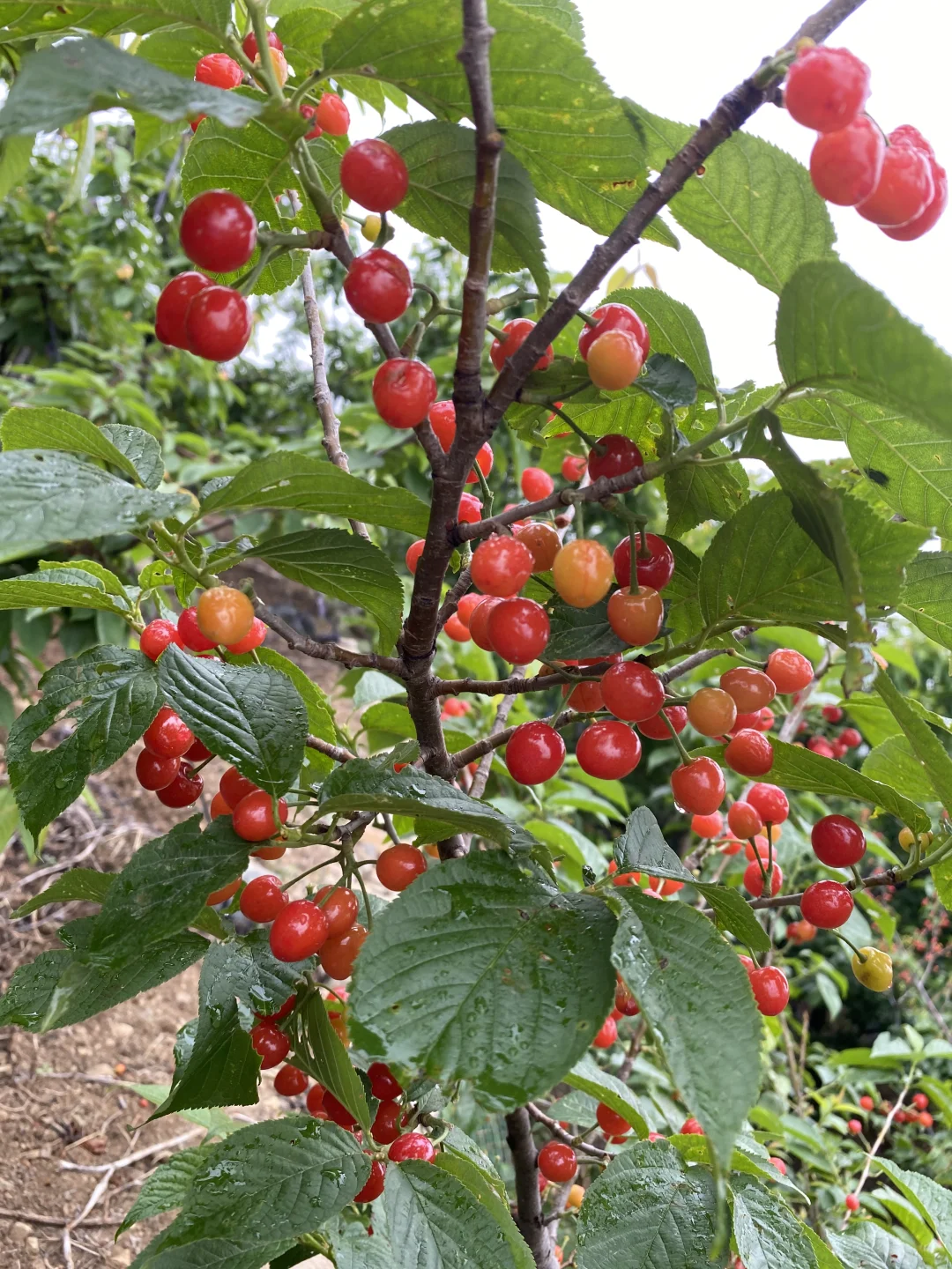 中华小樱桃树各种规格继续起苗了