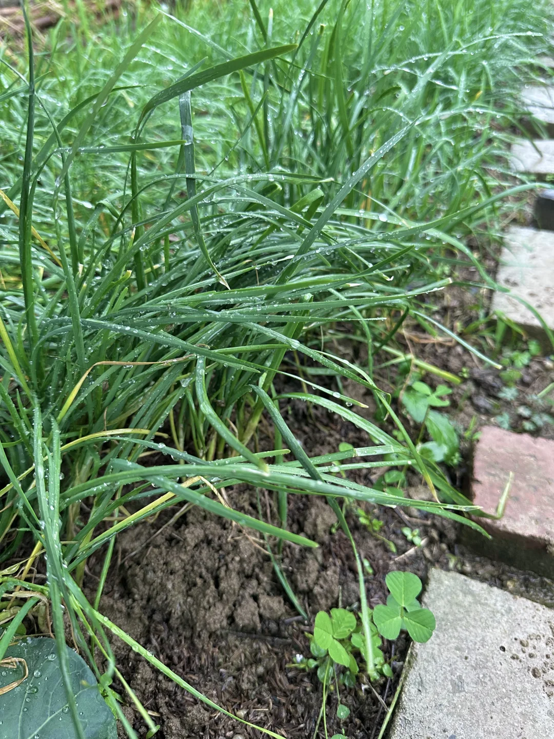 雨中的菜地 太治愈