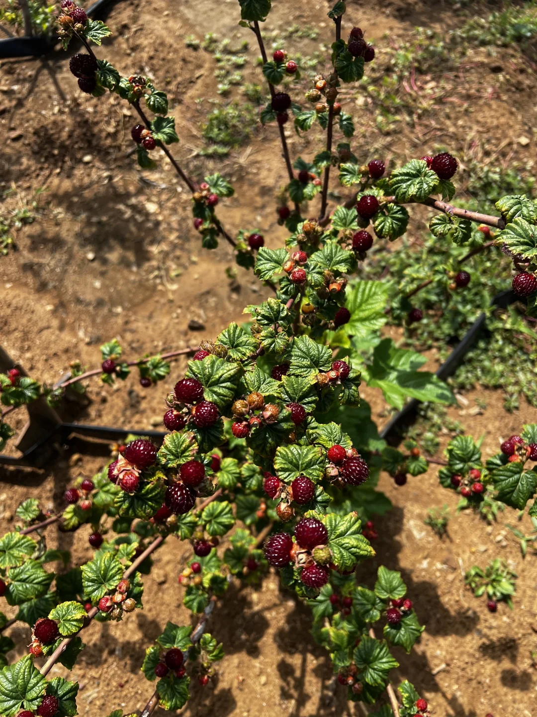 这苗子太懂事了 根根挂满啊 对版红梅树莓苗