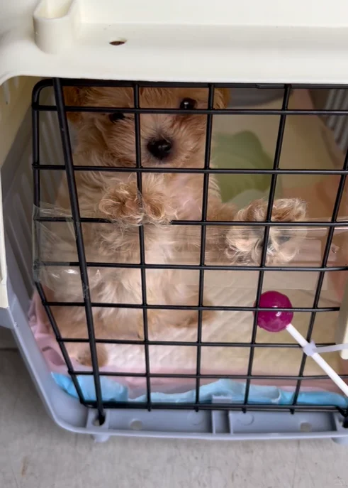 救命? 宠物托运居然那么详细