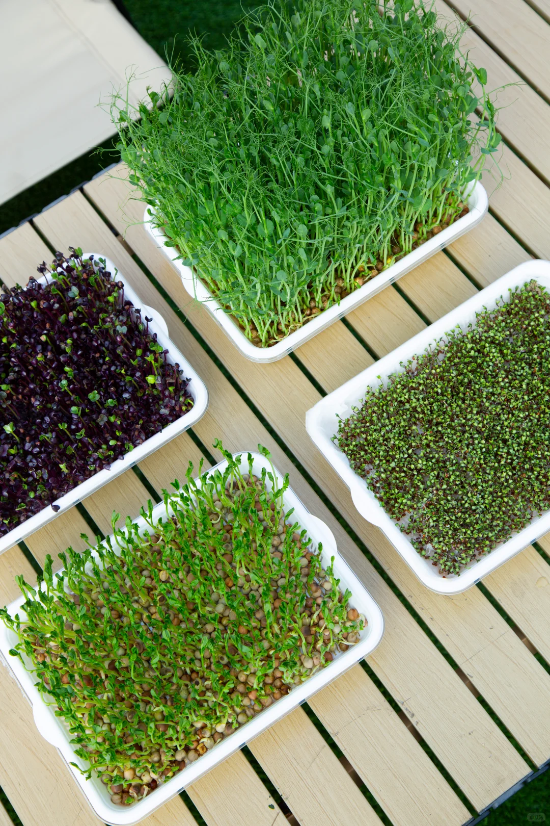 今天起，我家实现「有机蔬菜自由」