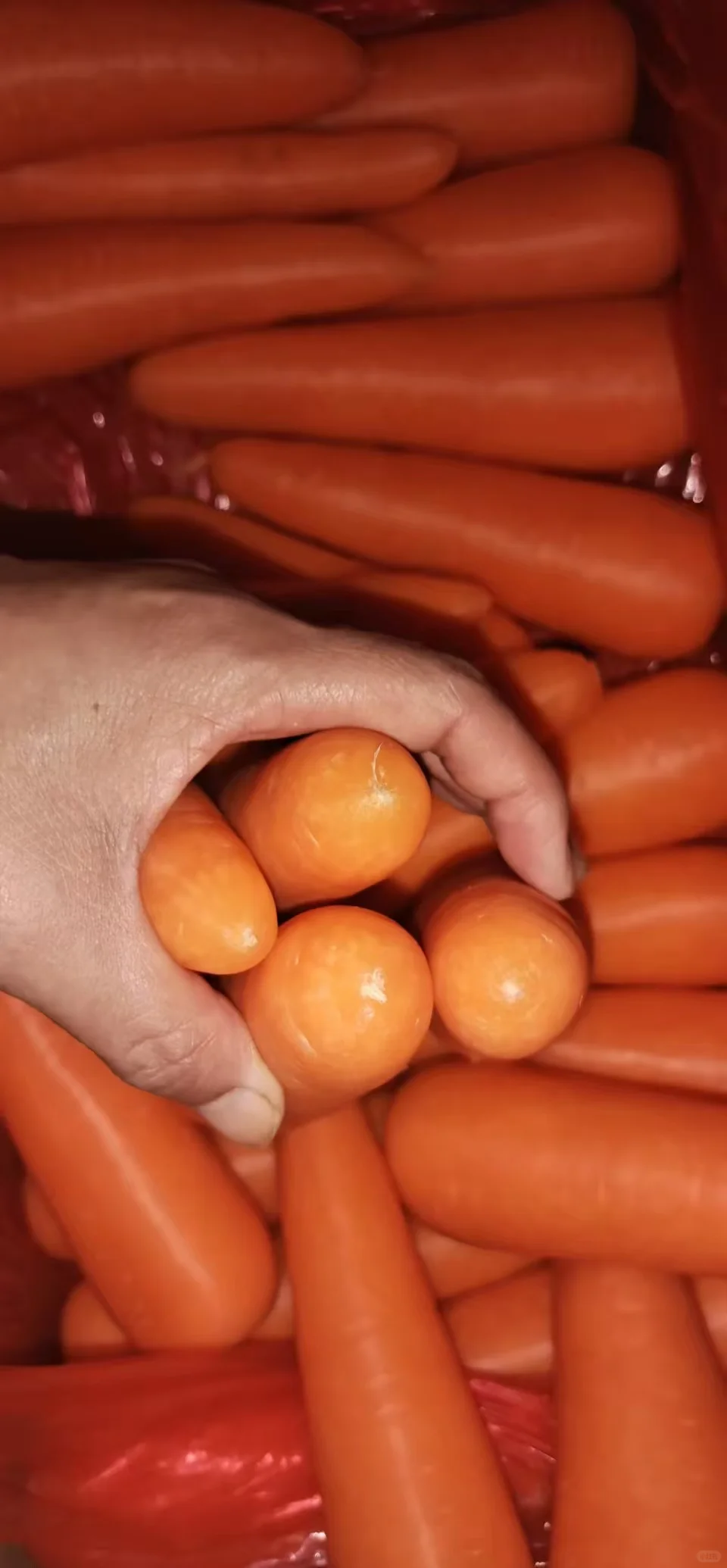 迪拜56吨胡萝卜开单！