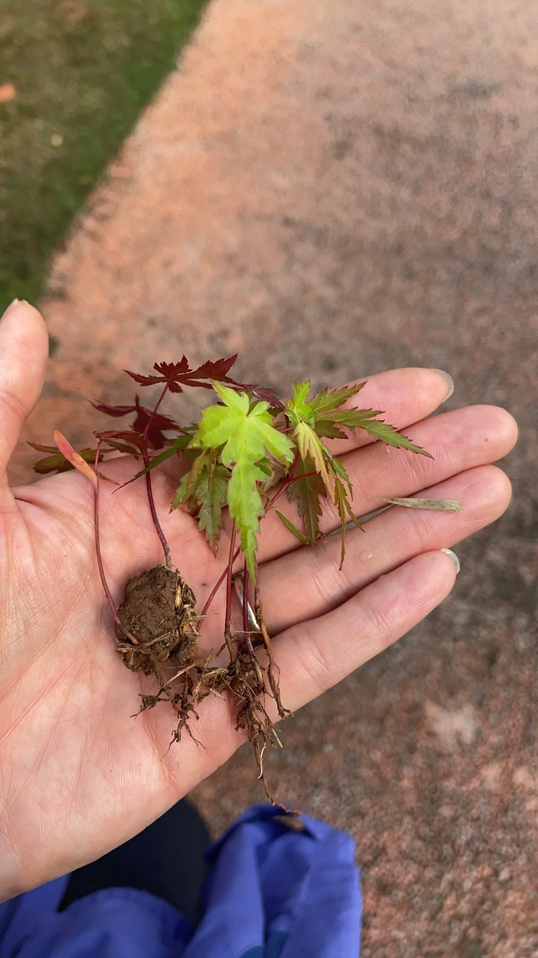 全网都在找枫树苗我还要找乌桕苗