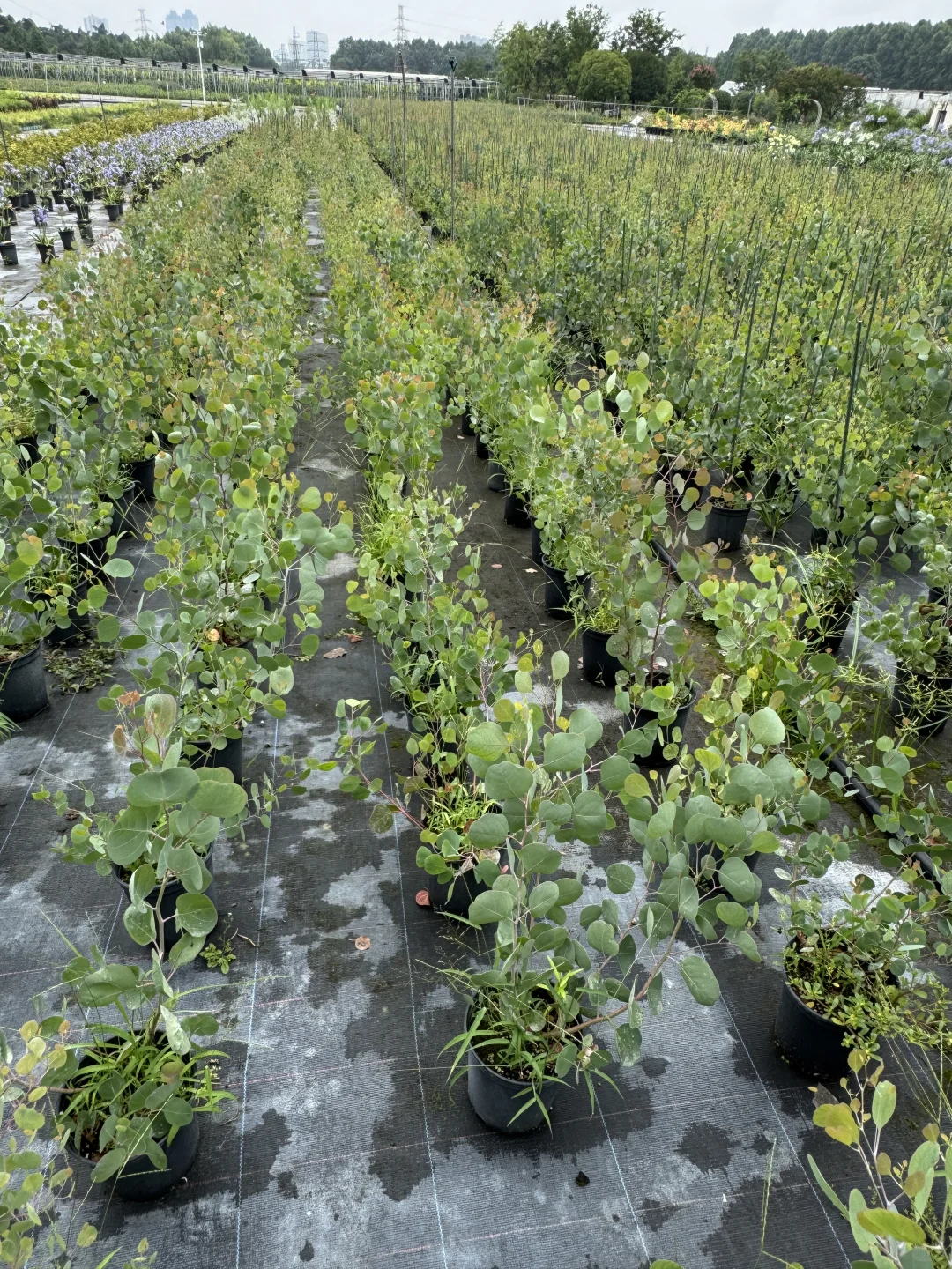 今天去了苗圃基地，是真的便宜