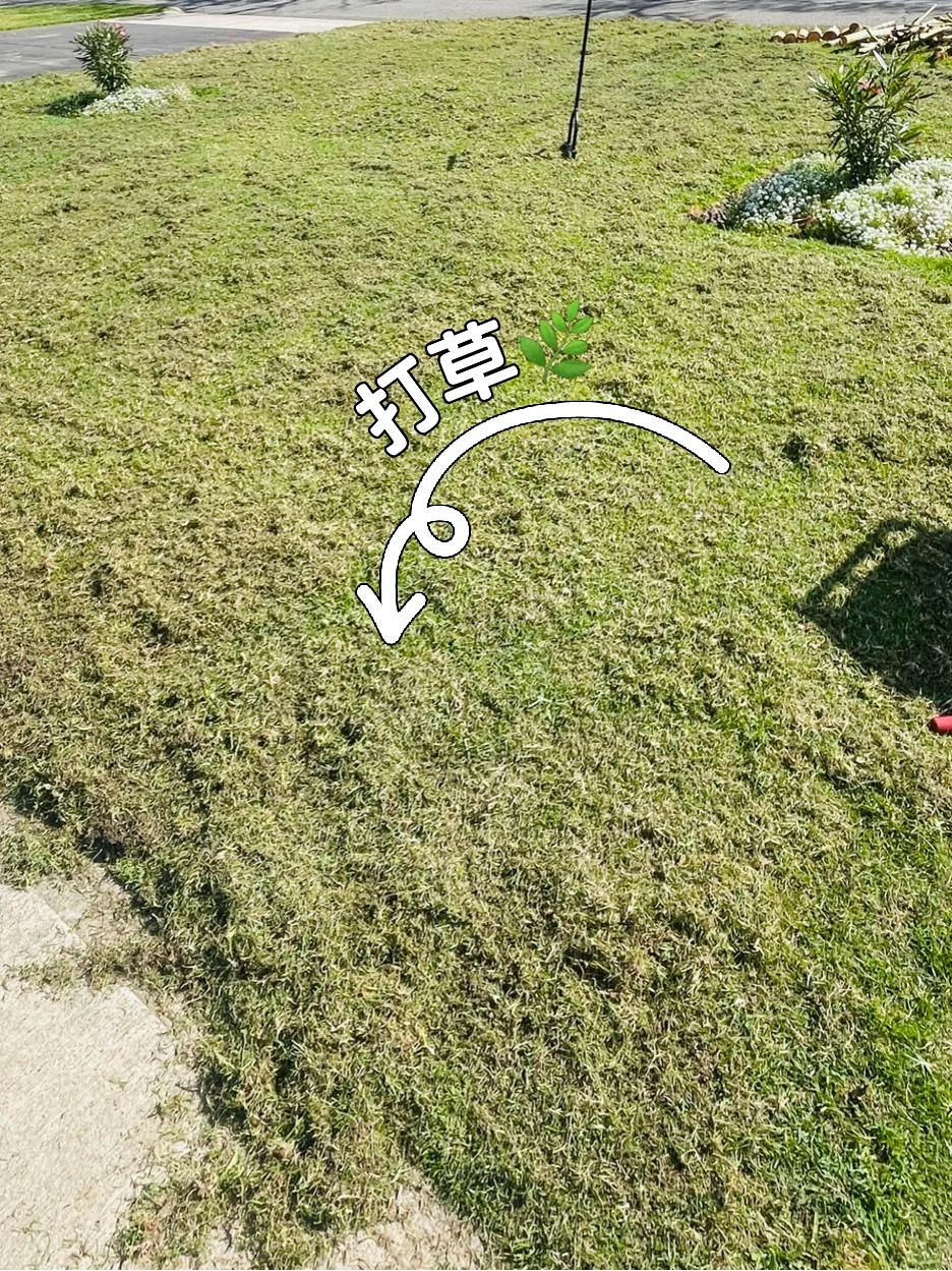 珀斯富人区草坪修复记录｜三周救回来了！