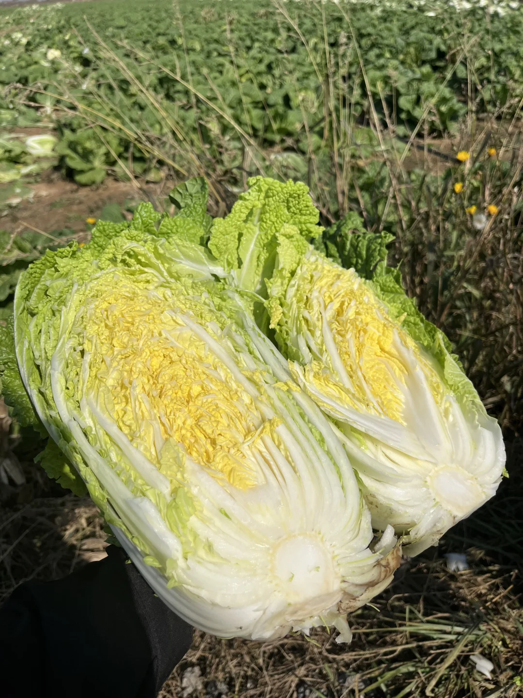 自家种的有机大白菜，留一部分给?吃