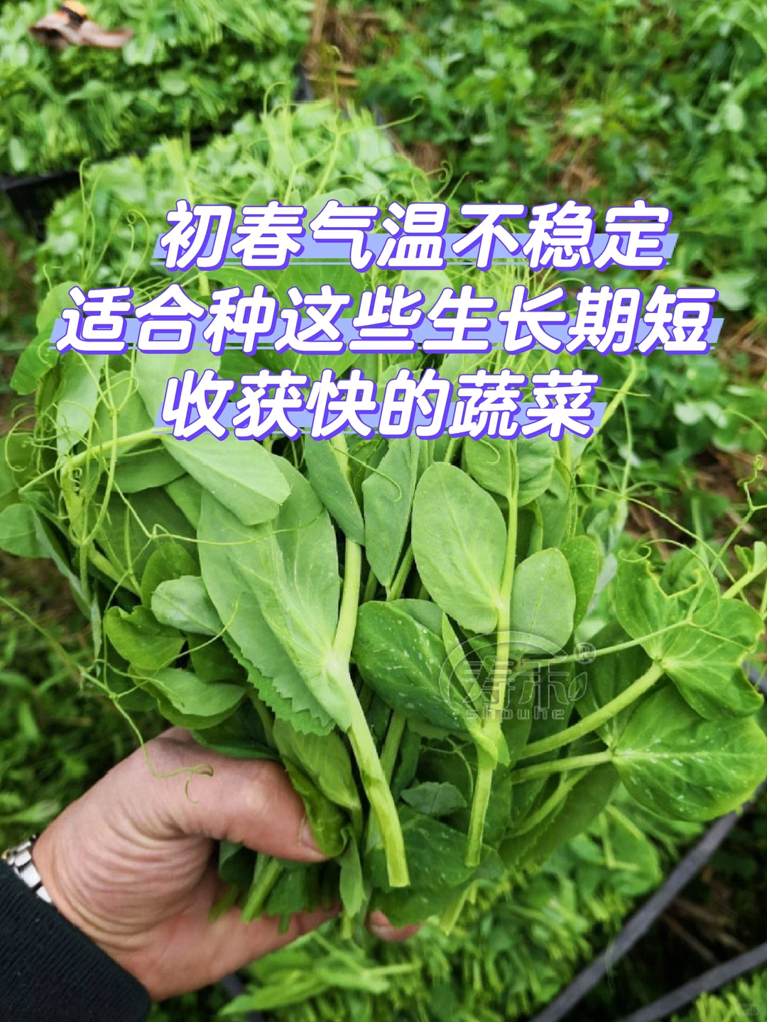 雨水节气后种这些菜，撒种就长收获快！