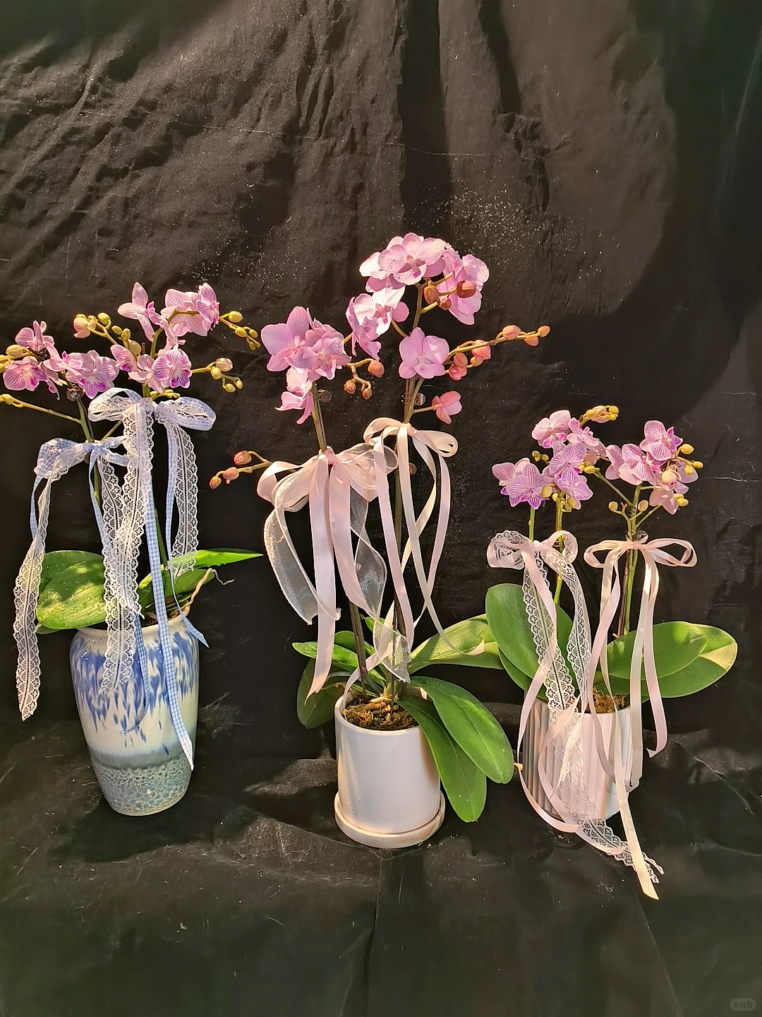 蝴蝶兰收货日记?