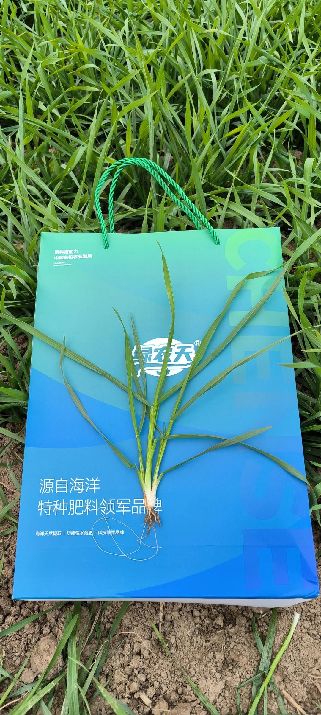 #科技助农[话题]# ?绿农天®辰麦1号