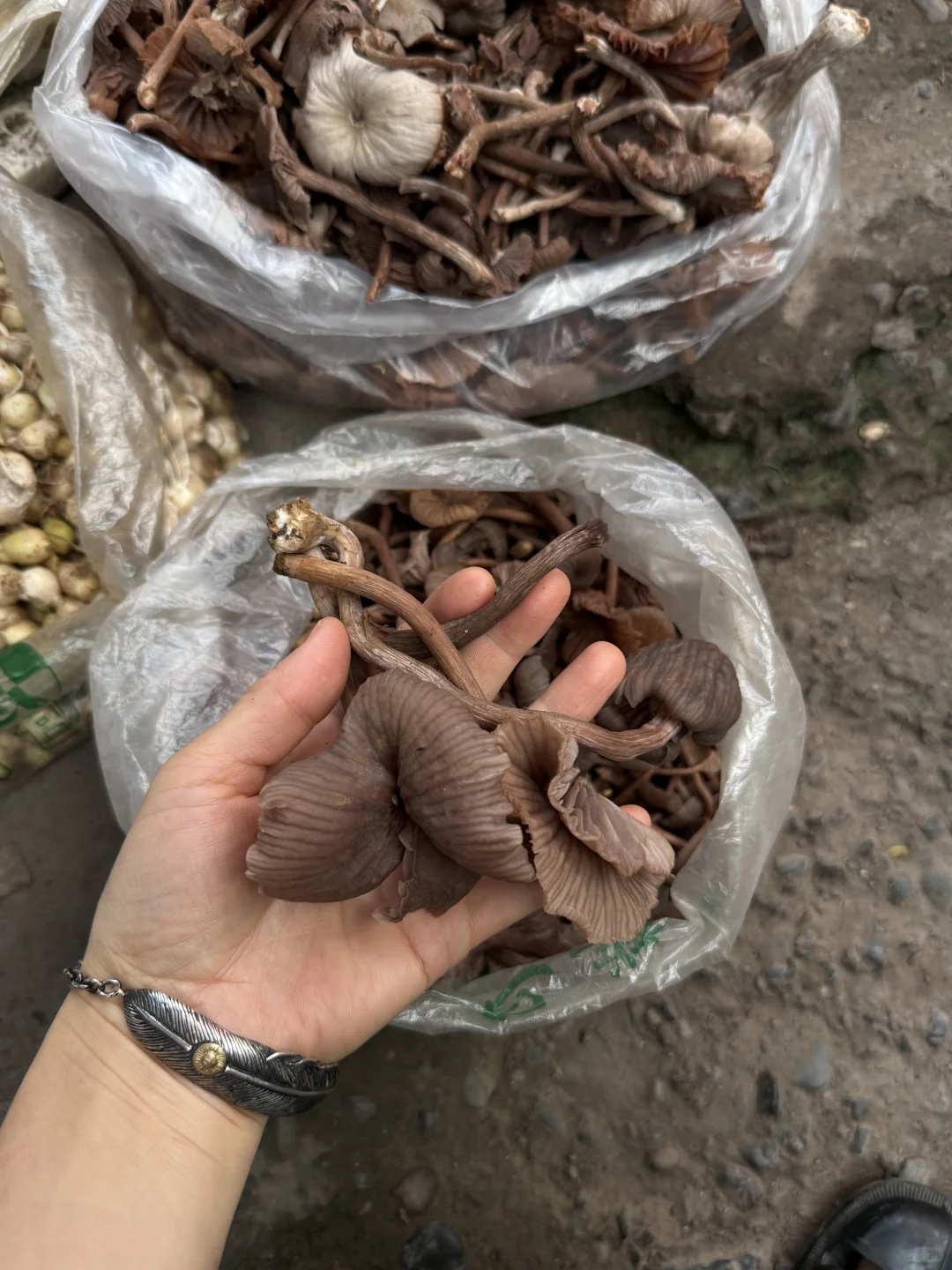 “靠山吃山：大山里这个季节吃啥…..”