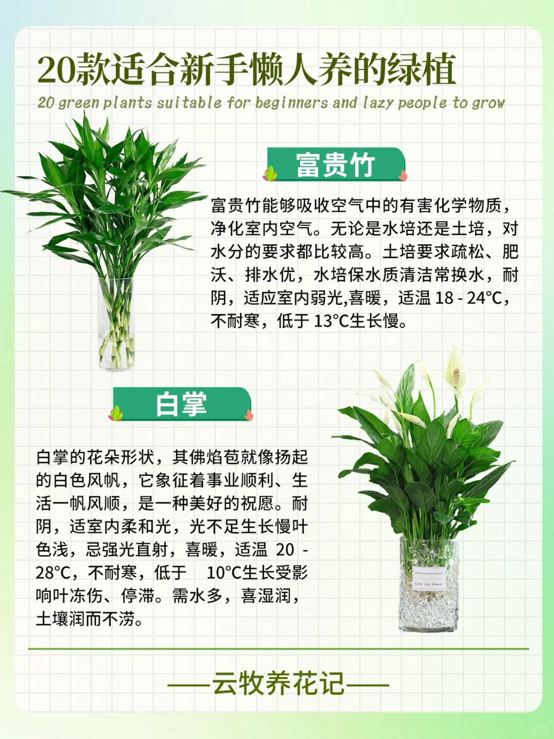 20款好养易活的绿植~新手、懒人小白必备！