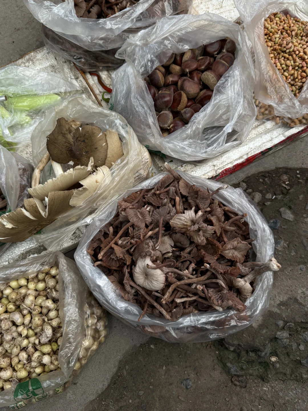 “靠山吃山：大山里这个季节吃啥…..”