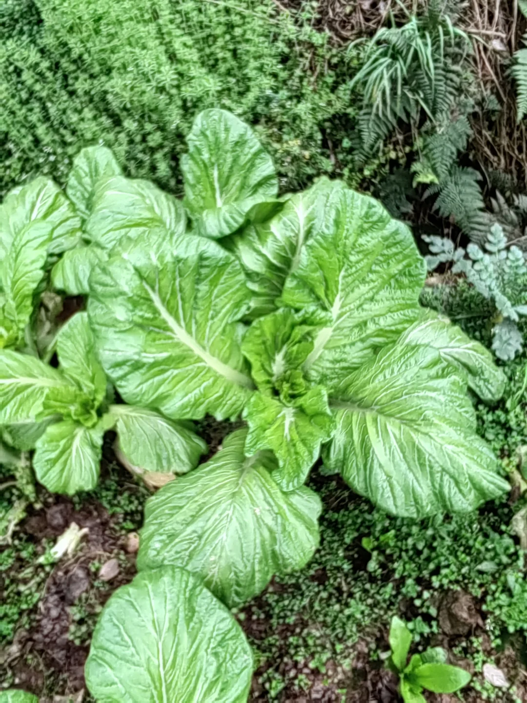 农民伯伯家种的青菜