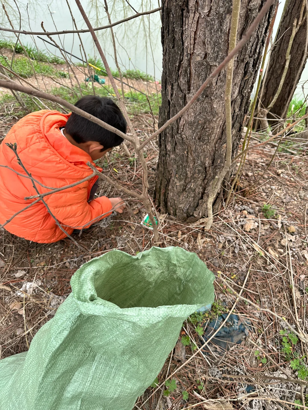 带娃上山捡松鳞，为种蓝莓费尽心思