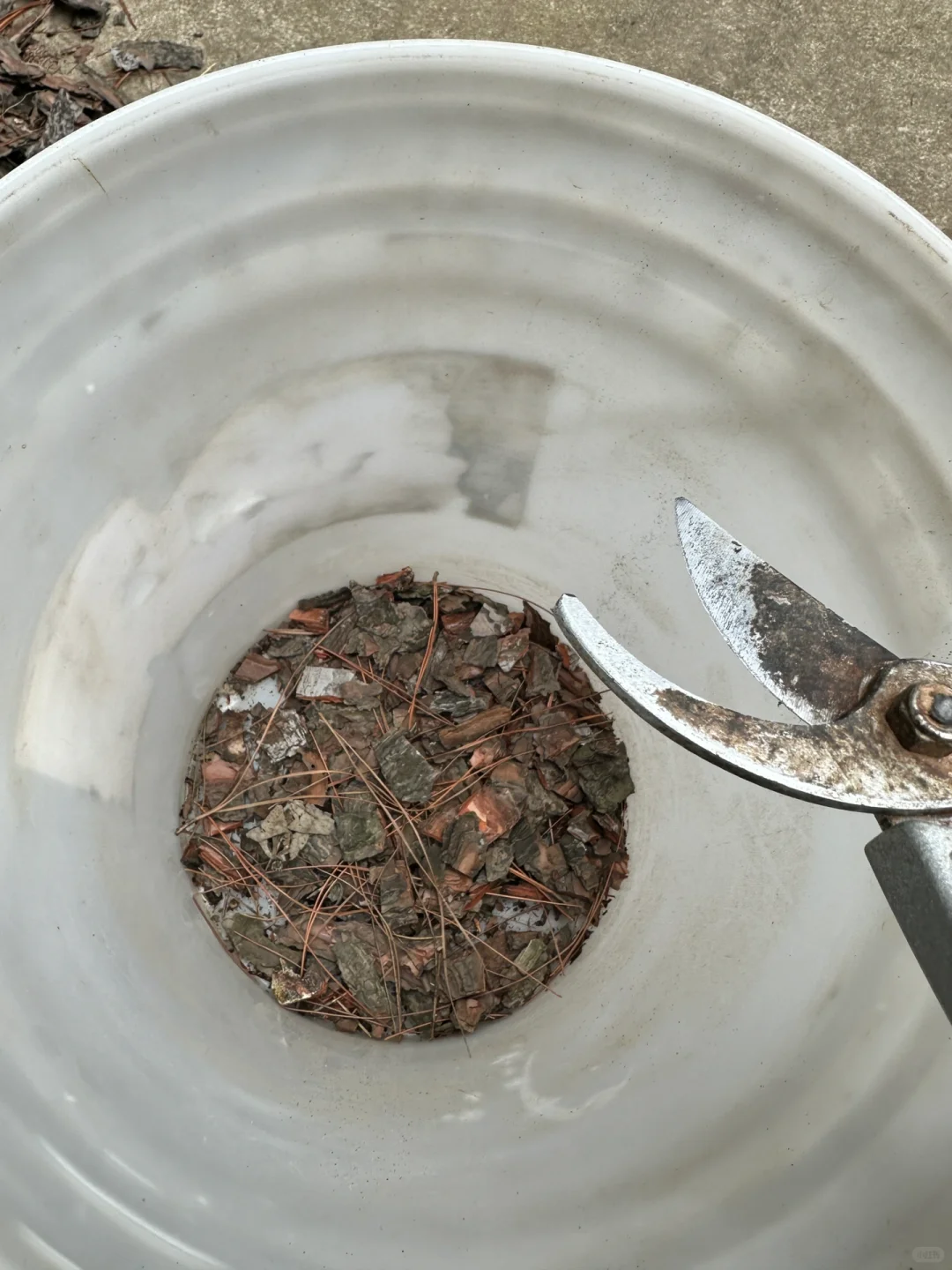 带娃上山捡松鳞，为种蓝莓费尽心思