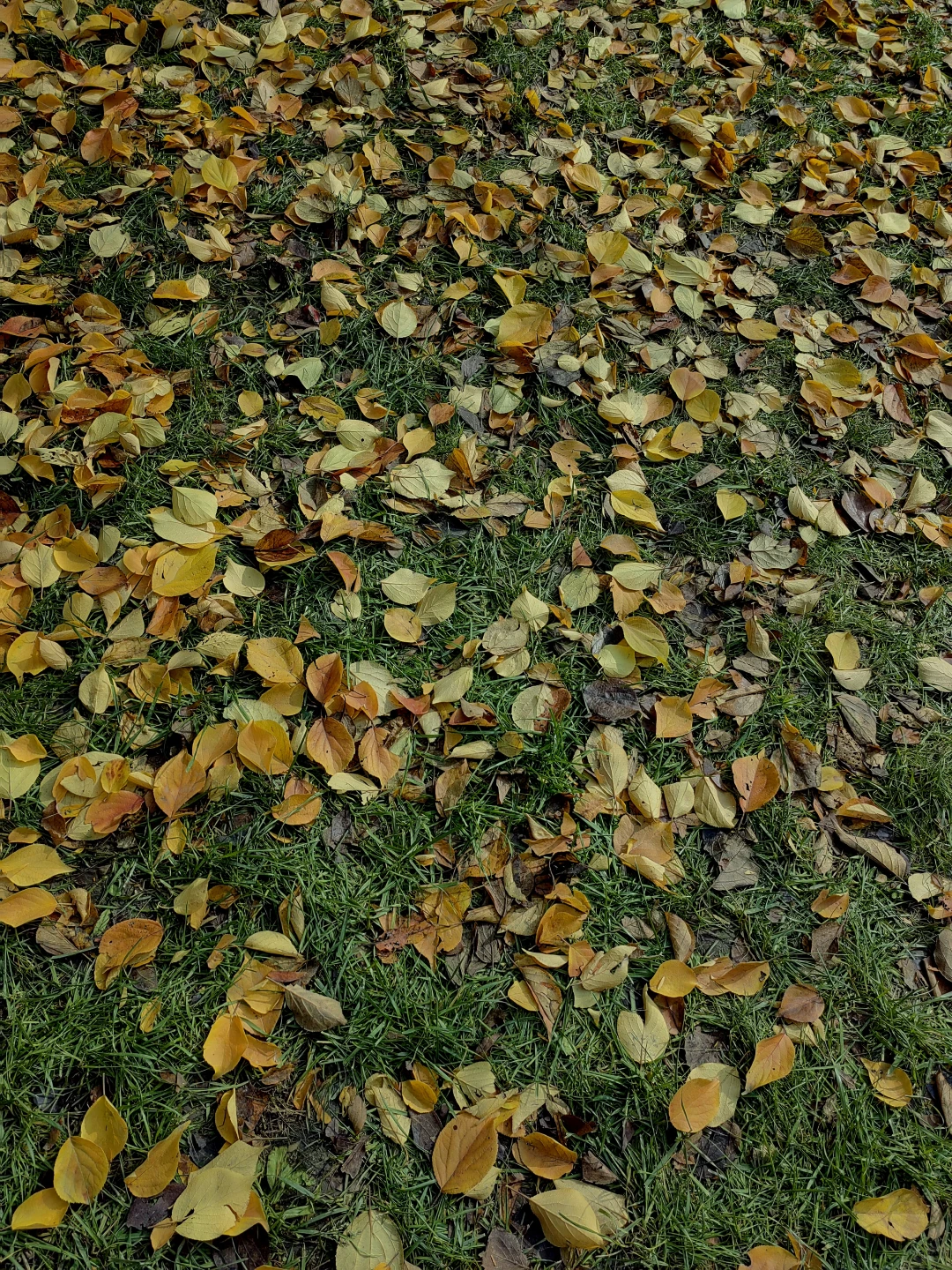 ? ｜一分钟搞定奥迪车钥匙断电，赴深秋