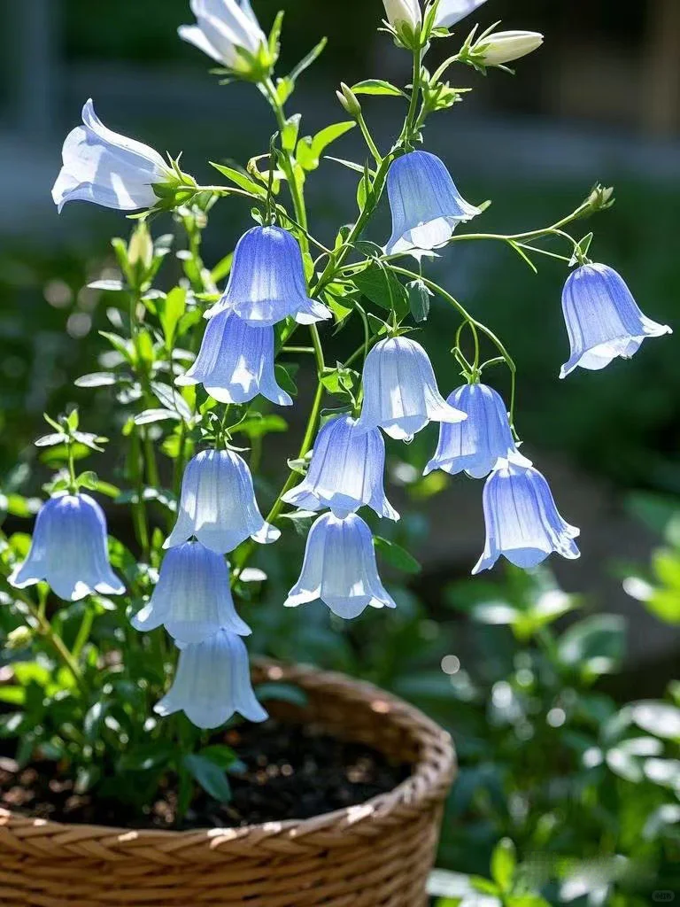 No.67#每日一植#风铃草?