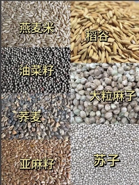 自己的鸟儿肯定要自己配粮食