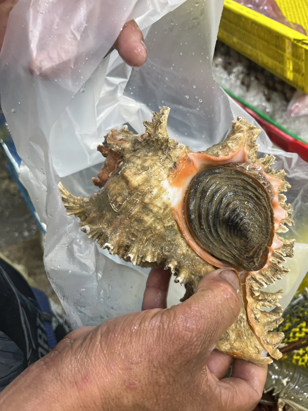 拉威海鲜市场不踩雷！超赞！！