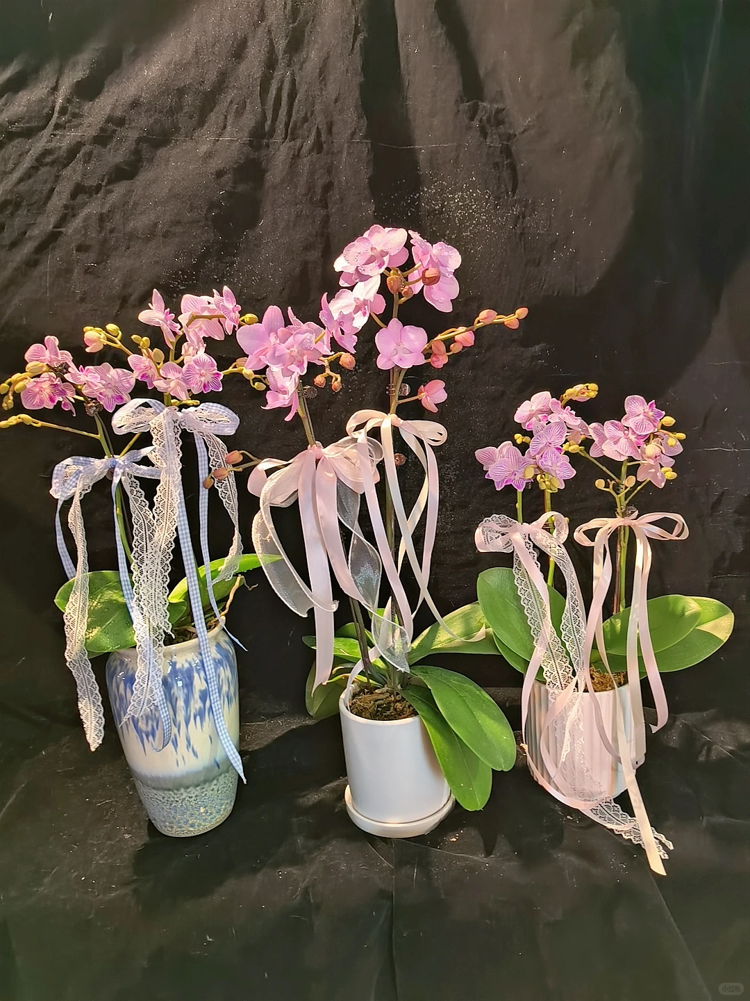 蝴蝶兰收货日记?