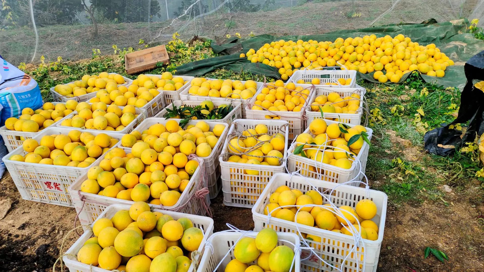 农村产业振兴 ，助农产品