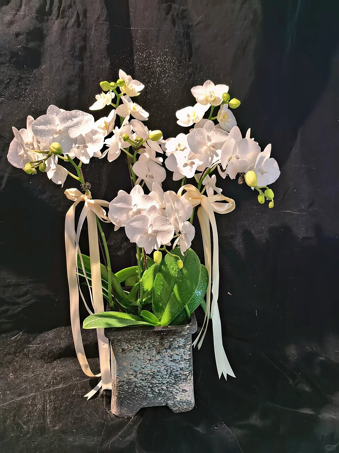 蝴蝶兰收货日记?