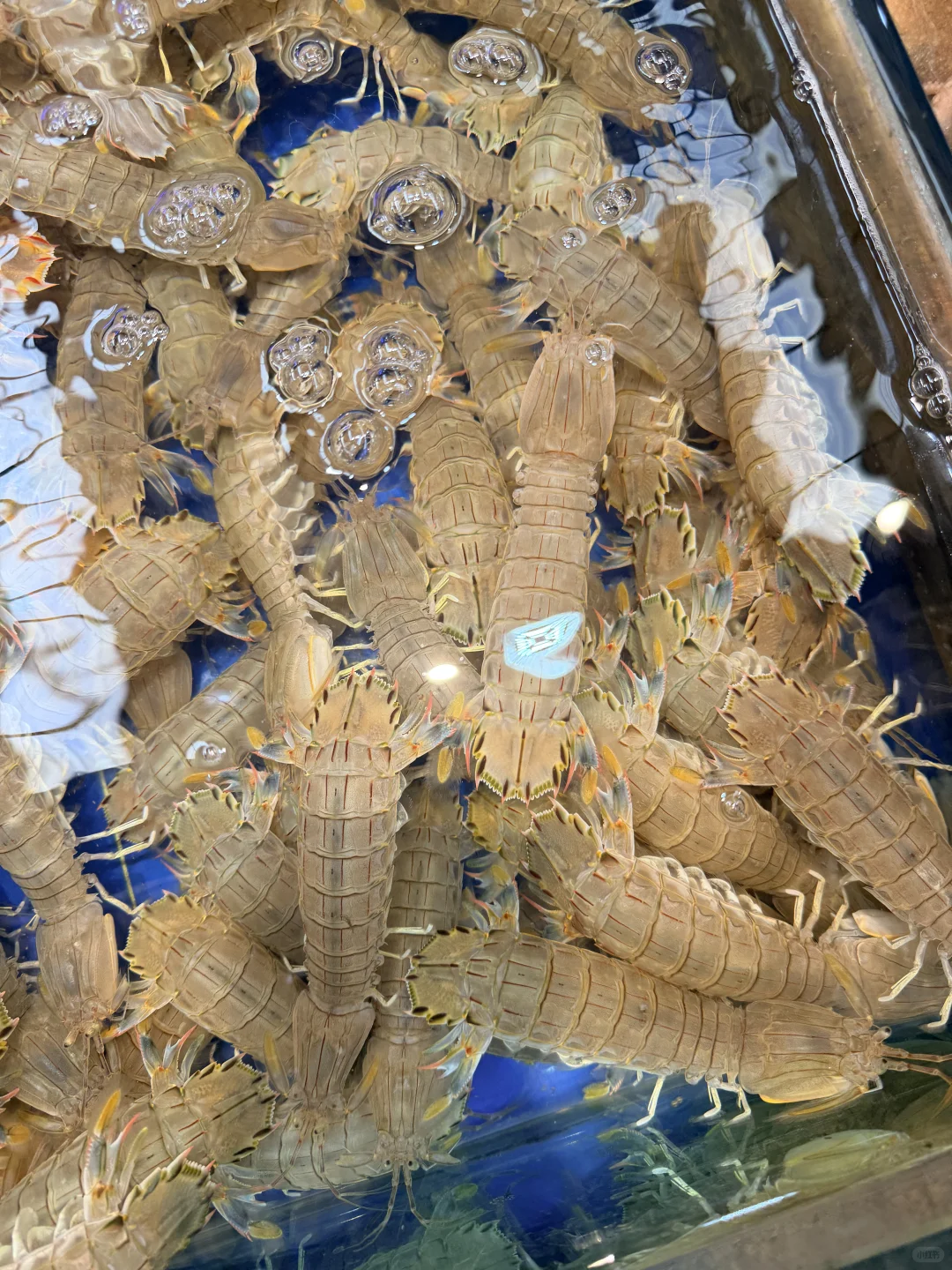 ?团岛农贸市场！地铁40分钟就为了这几口！