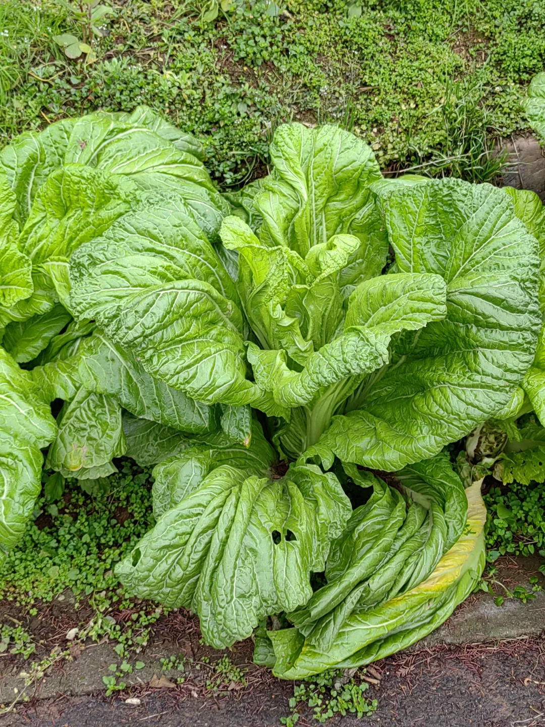 农民伯伯家种的青菜