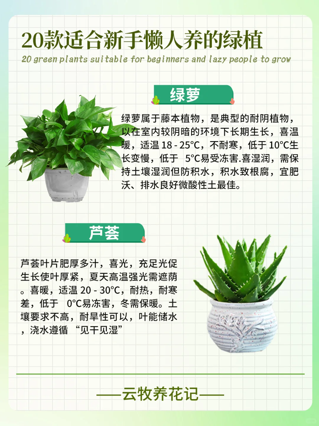 20款好养易活的绿植~新手、懒人小白必备！