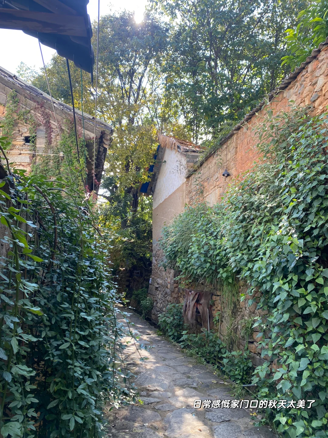 乡村市集逛不够?