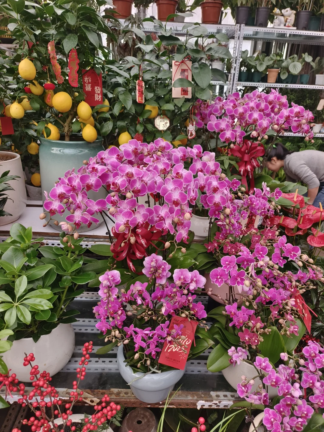 年宵花?年味浓浓?乌鲁木齐绿植
