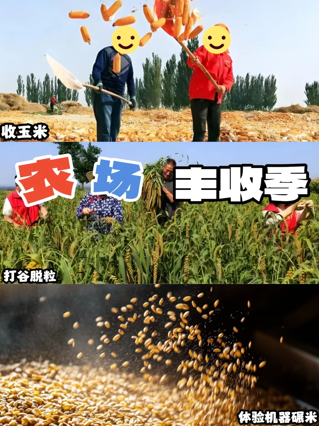 工会秋季助农体验 暖心又好玩 一起助力乡村