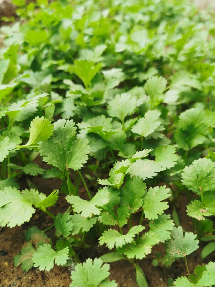雨水节气到，适合种什么菜？注意事项有哪些