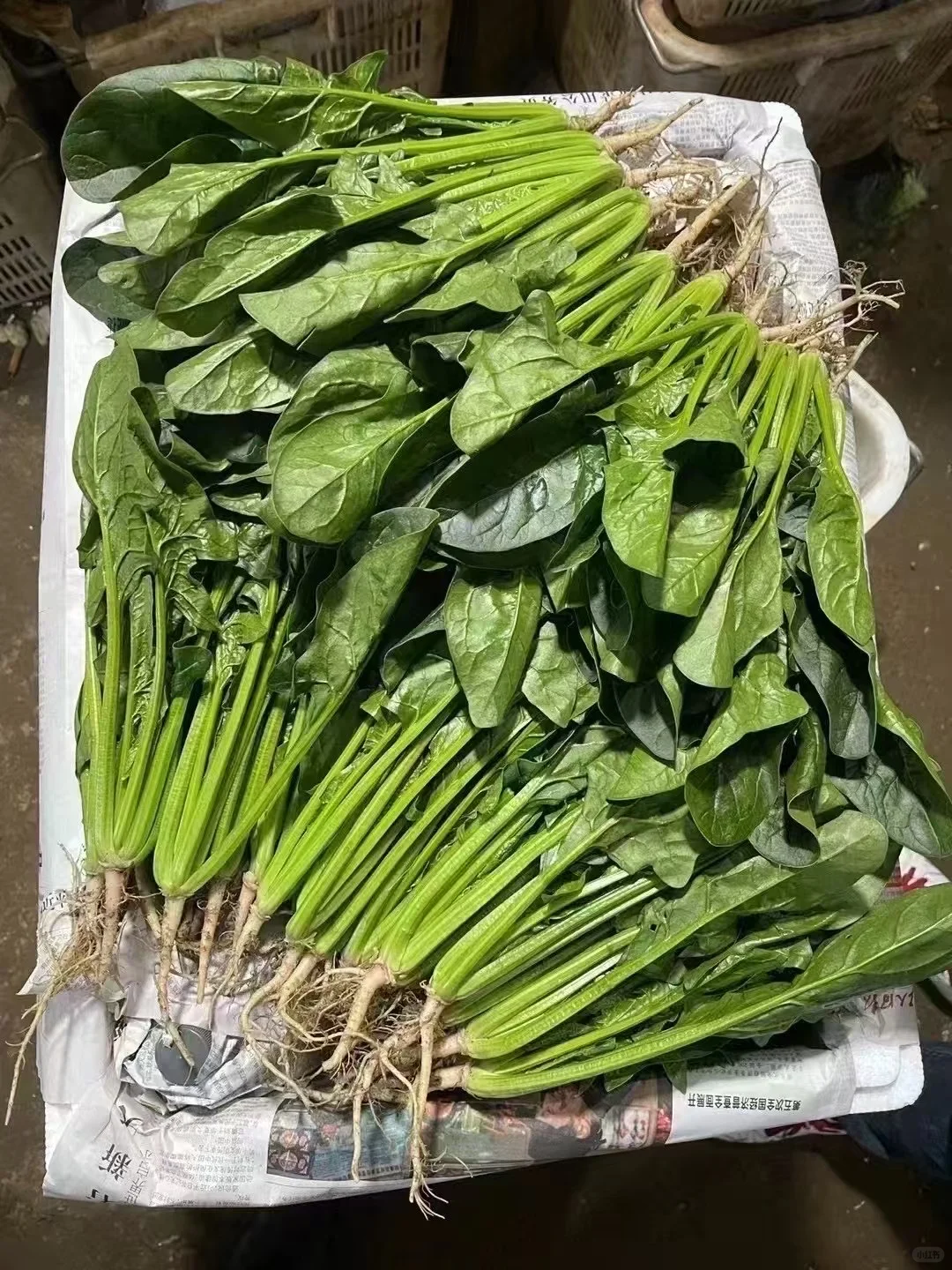 蔬菜批发 #食堂供应商 #同城配送 #餐饮供应