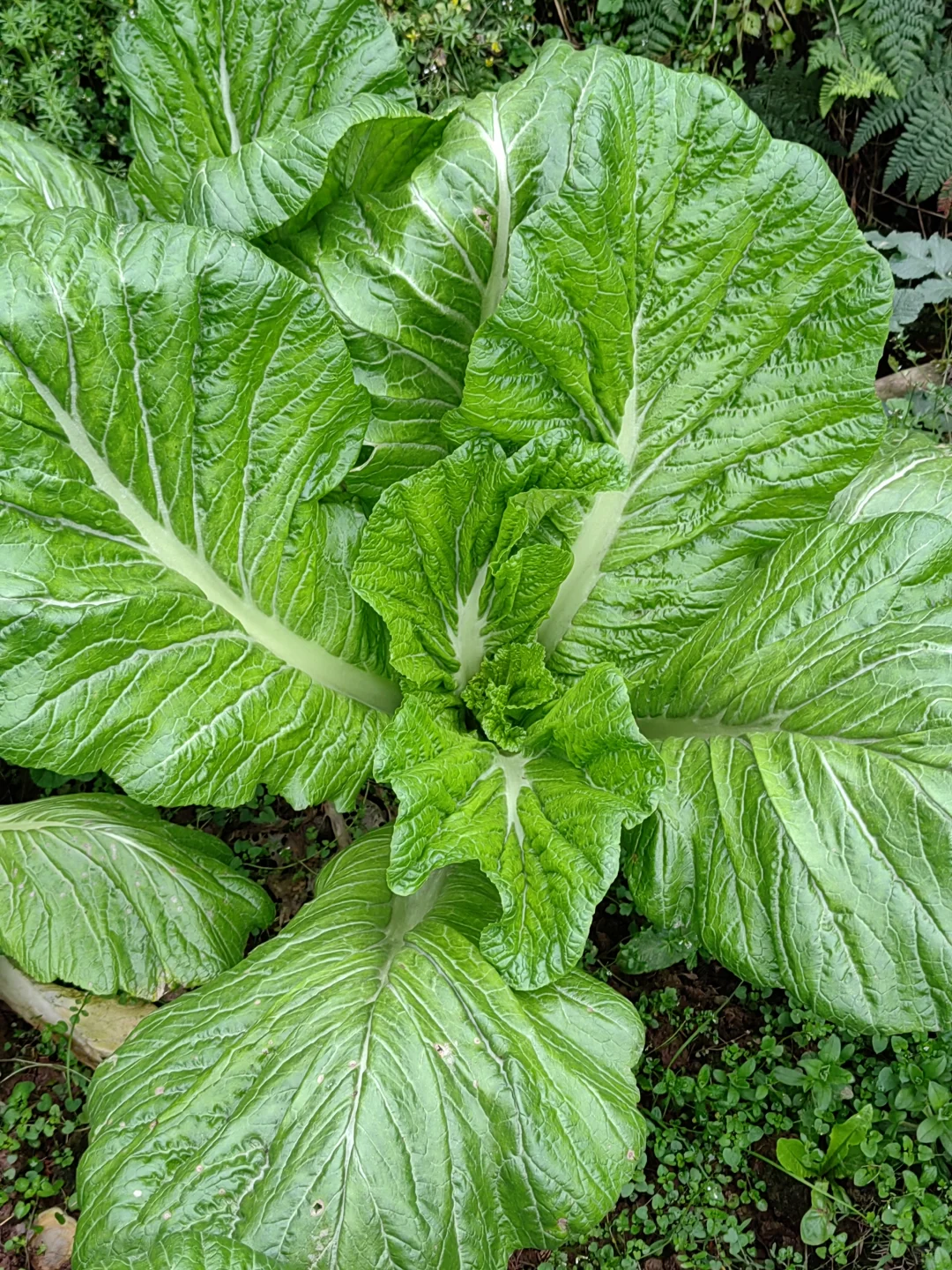 农民伯伯家种的青菜