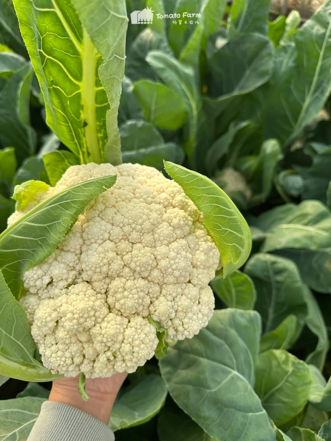 冬天的农场也是生机勃勃滴！一起摘花菜呀~