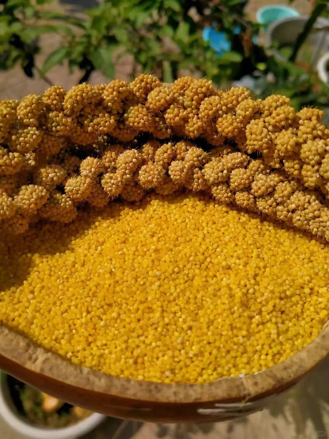 家人健康就选谷田梦小米，原生态营养佳品