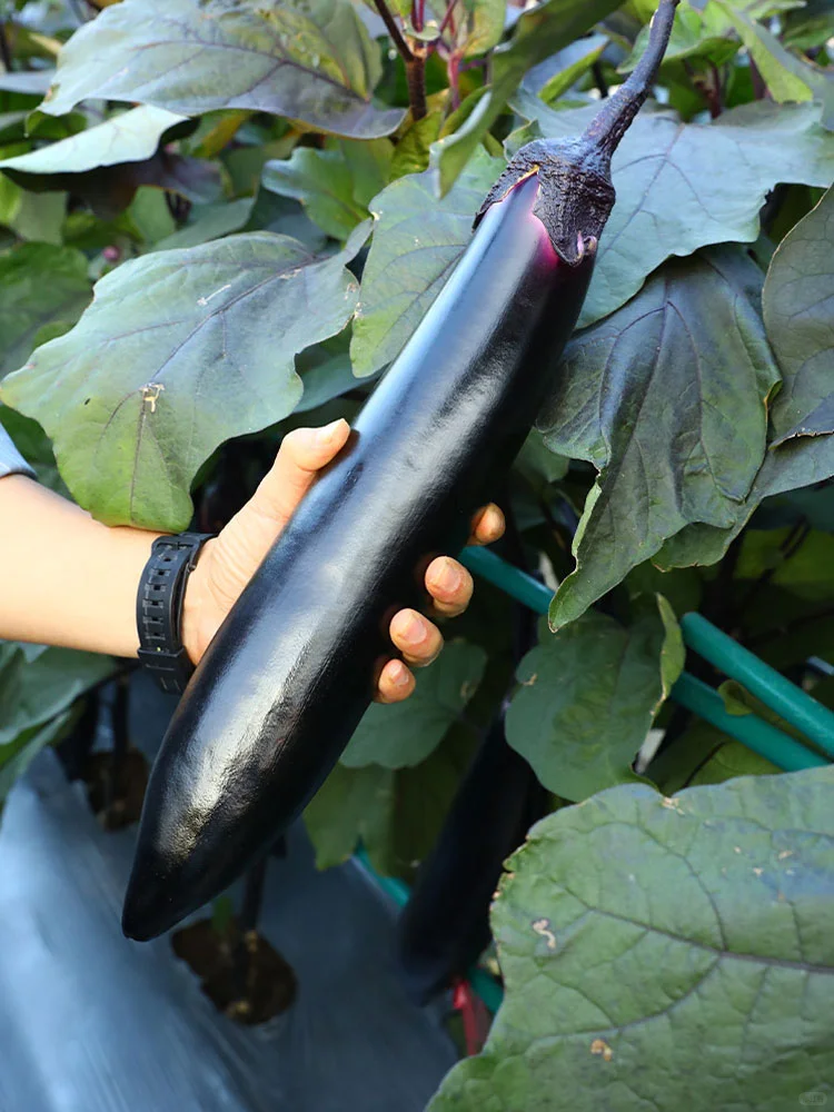 把握种菜黄金期，2月下旬到3月种这些蔬菜