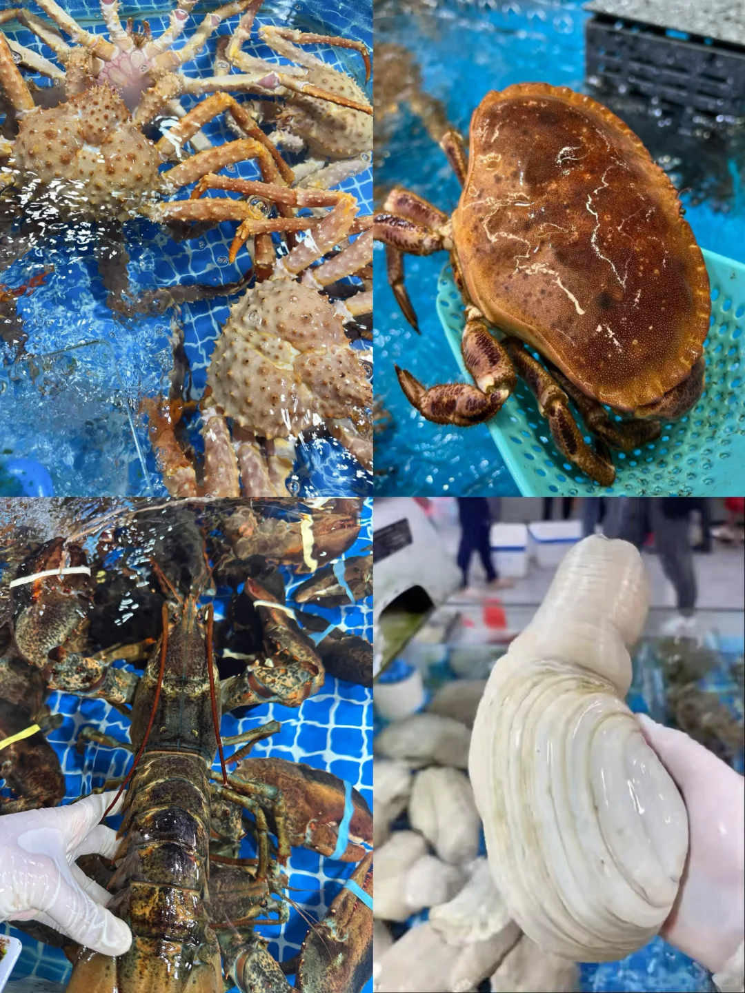 11.17海鲜报价‼️北海便民市场【便民海鲜】