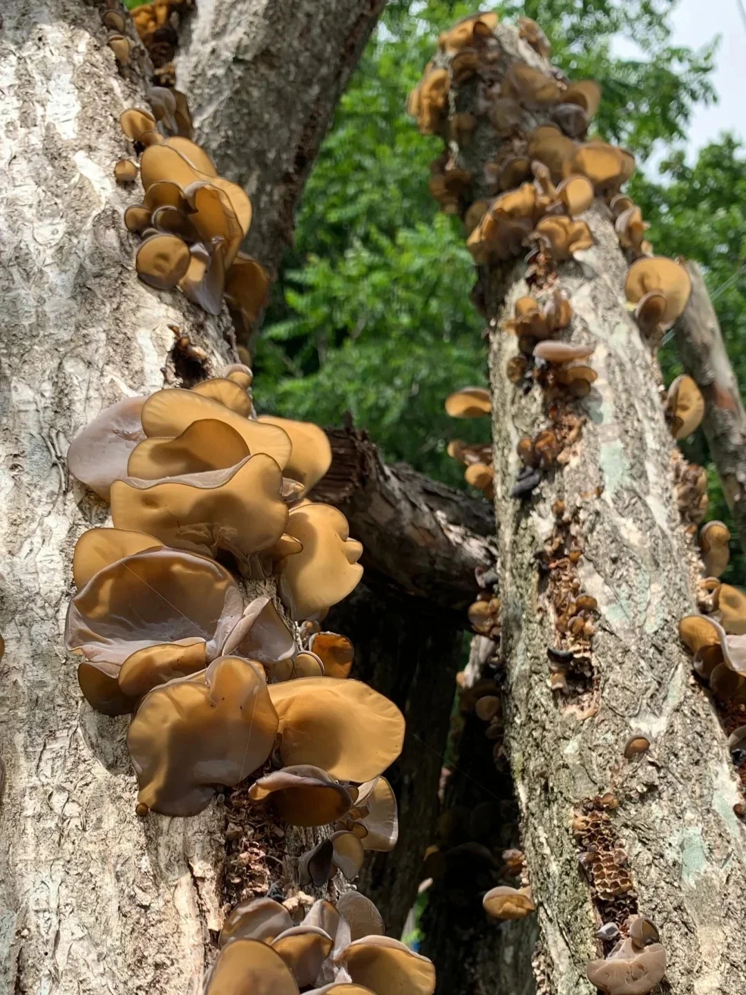 黑木耳｜林海中的“黑色软黄金”