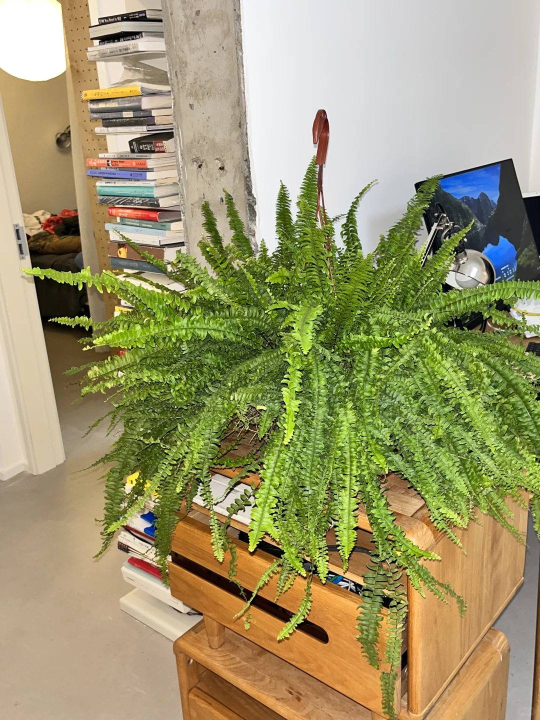 均价不到20的植物