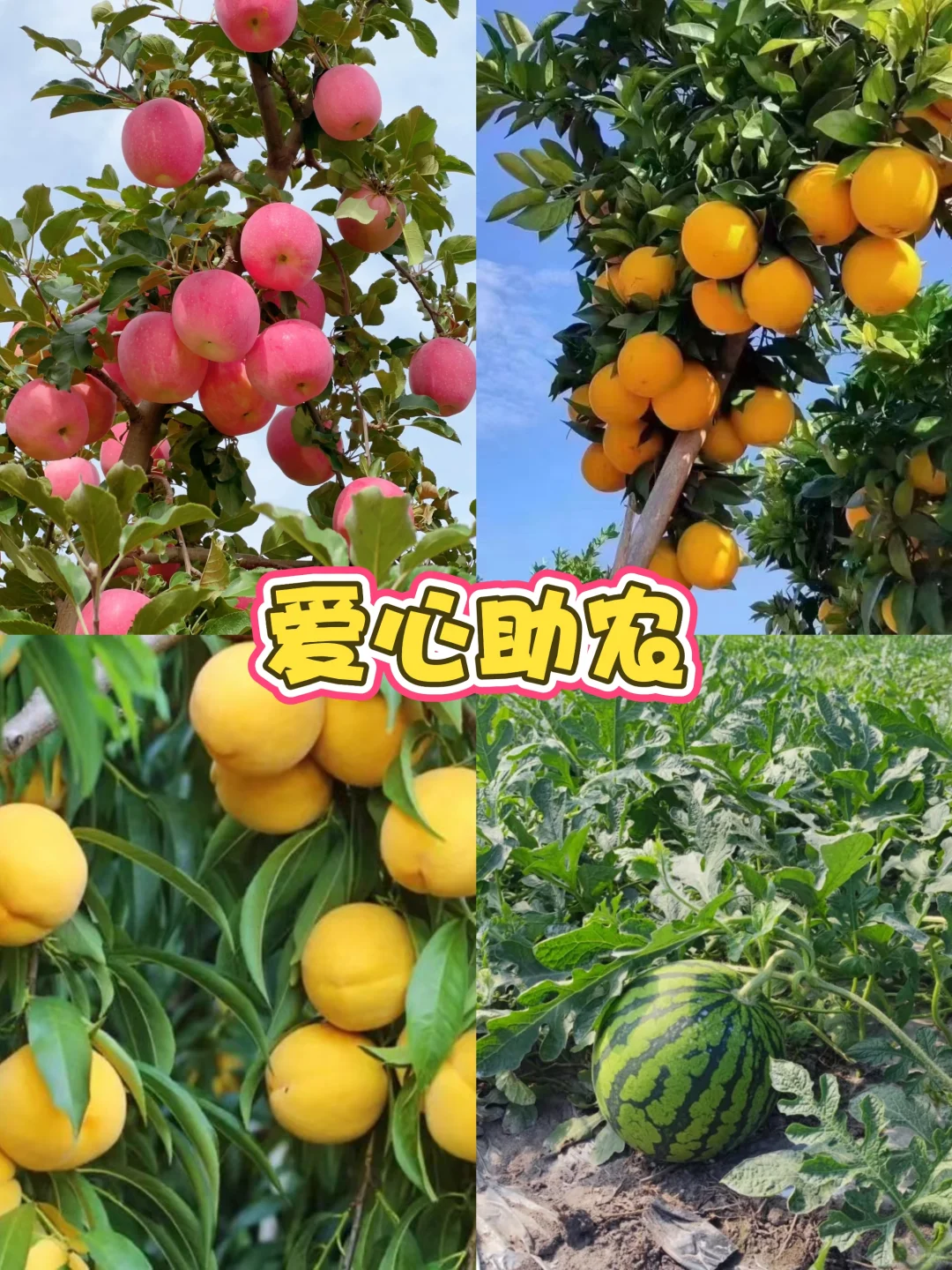 爱心助农行动！联系我们，传递爱心