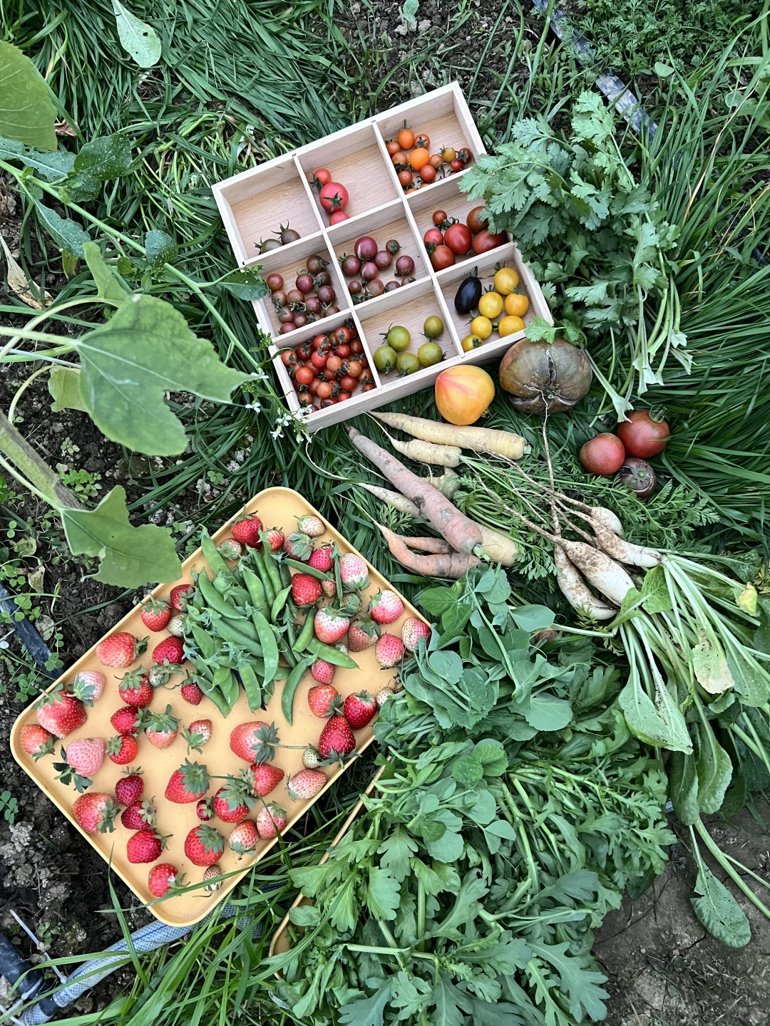 ?你能认出几种菜（附套种案例）