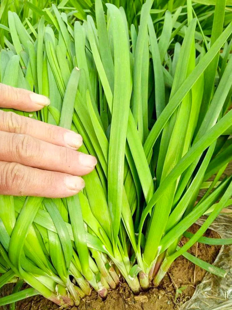 雨水节气到，适合种什么菜？注意事项有哪些