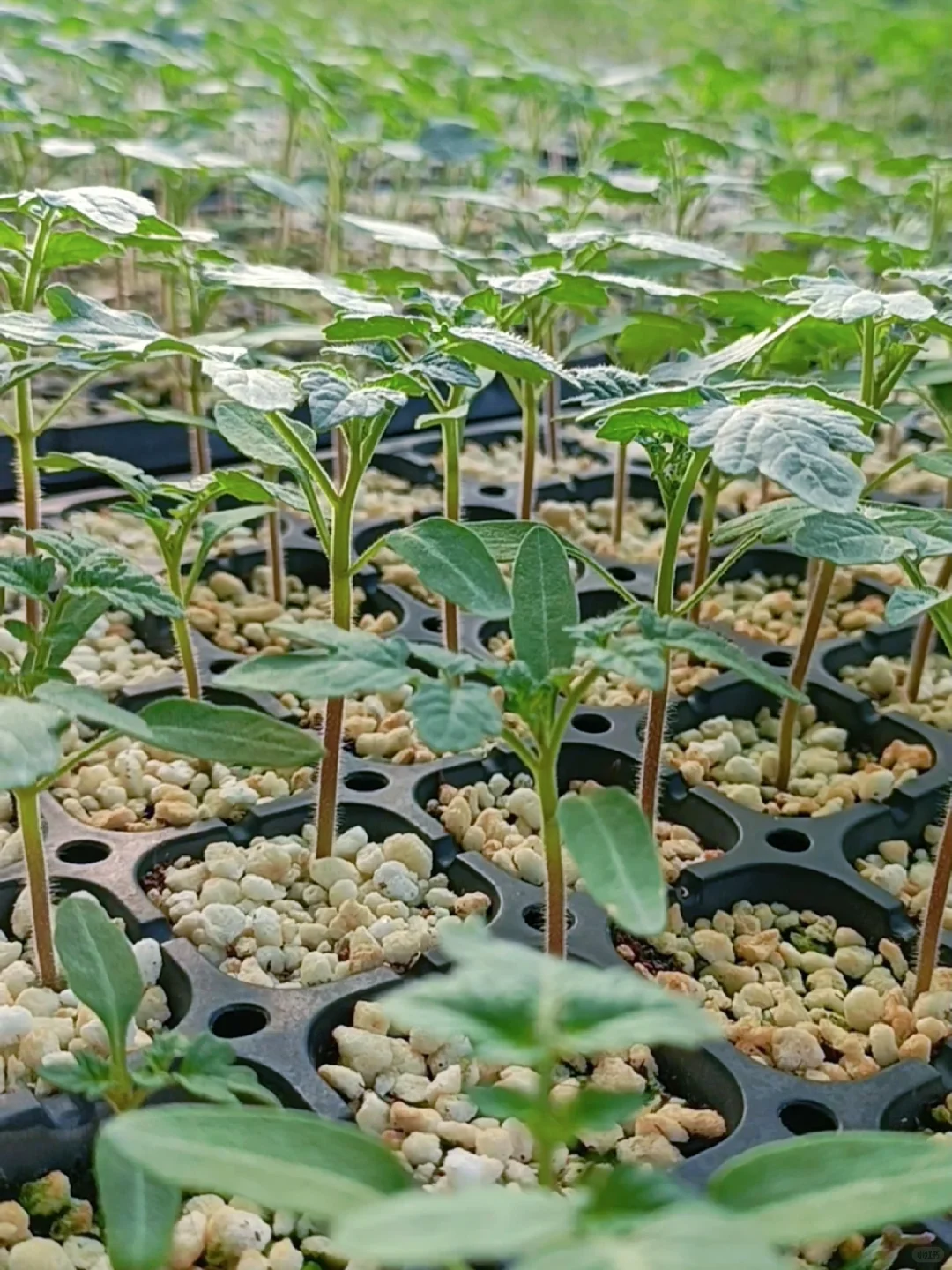 产业兴，则农村兴