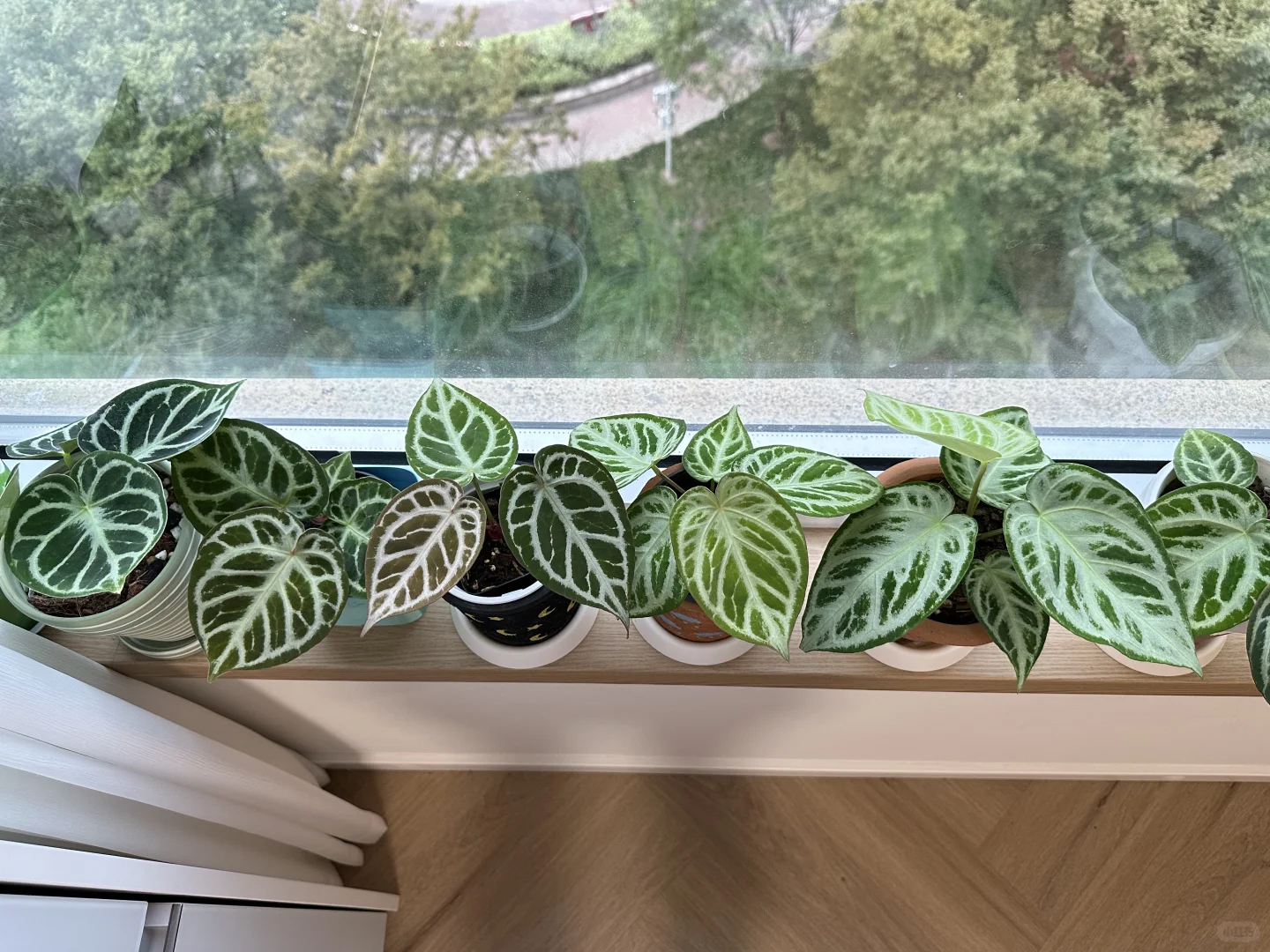 上海花烛过冬（抠搜版